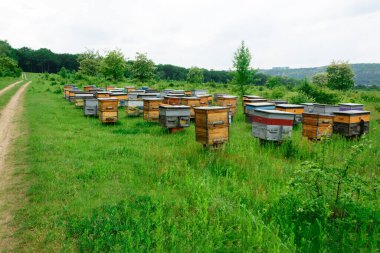 Arı kovanı kutuları. Arı kovanının yeri ormanın kenarında.