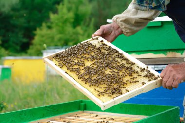 Arı yetiştiricisi arıları bal peteğinde inceliyor. Ballı bir bal peteğinin ellerinde