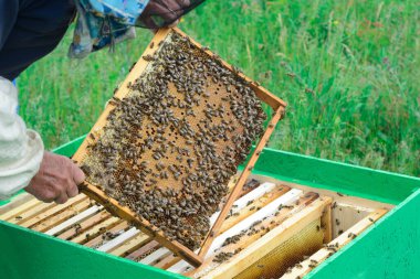 Arı yetiştiricisi arıları bal peteğinde inceliyor. Ballı bir bal peteğinin ellerinde