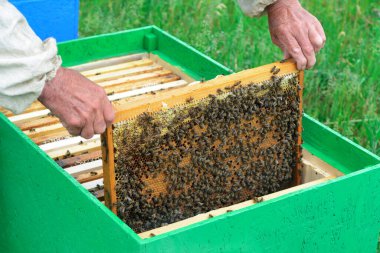 Arı yetiştiricisi arıları bal peteğinde inceliyor. Ballı bir bal peteğinin ellerinde