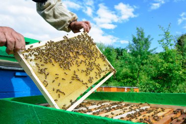 Arı yetiştiricisi arıları bal peteğinde inceliyor. Ballı bir bal peteğinin ellerinde