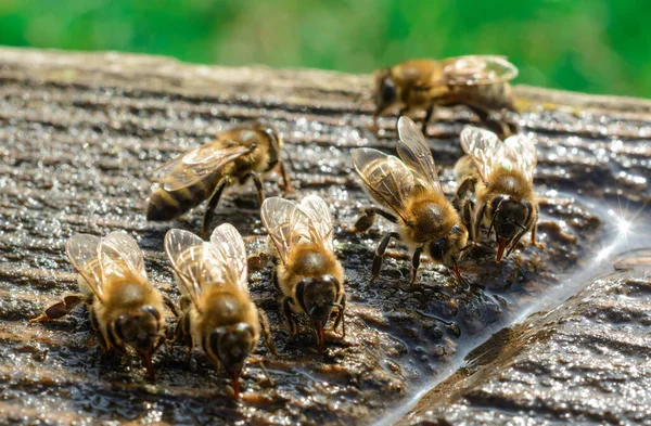 Lebah Foto Makro Yang Minum Air Musim Semi Serangga Dan — Stok Foto