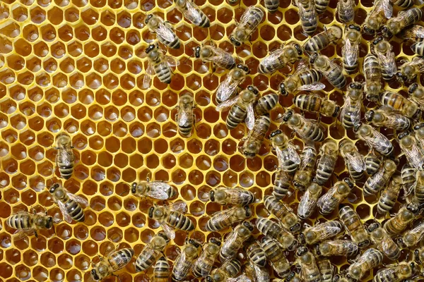 新鮮な蜂蜜とミツバチと蜂蜜細胞の断片 自然背景 — ストック写真