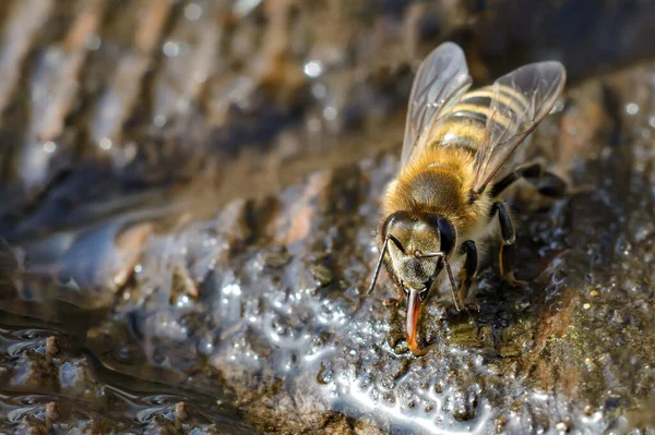 Baharda su içen Macro fotoğraf arısı. Böcekler ve su.