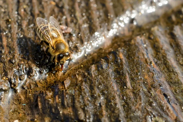 Macro photo bee that drinks water in springtime. Insects and water