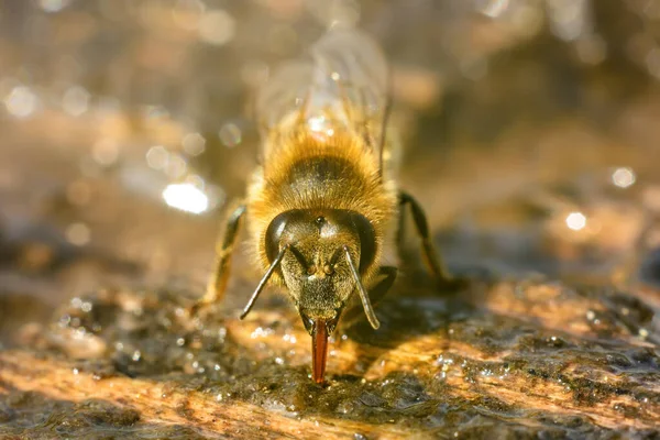 Macro Photo Bee Drinks Water Springtime Insects Water — Stock Photo, Image