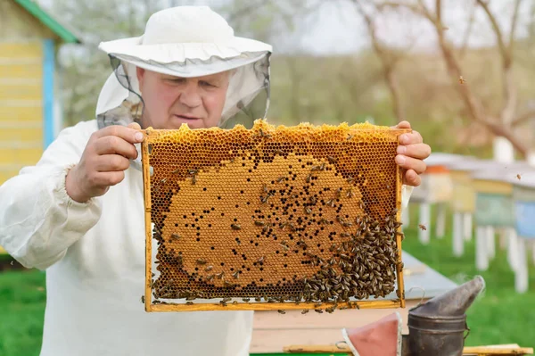 Buňka Larvami Včel Mladých Včel Jaře Pracuje Včelínech — Stock fotografie