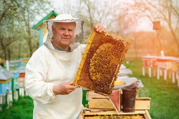 Včelař Drží Medovinu Plnou Včel Včelař Ochranných Pracovních Oděvech Kontroluje — Stock fotografie