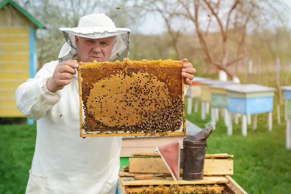 Včelař Drží Medovinu Plnou Včel Včelař Ochranných Pracovních Oděvech Kontroluje — Stock fotografie