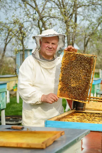 Бджолярець Тримає Медову Сумочку Повну Бджіл Бджолярі Захисному Одязі Оглядають — стокове фото