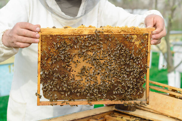 Пчеловод держит соты, полные пчел. Работы на пасеках весной