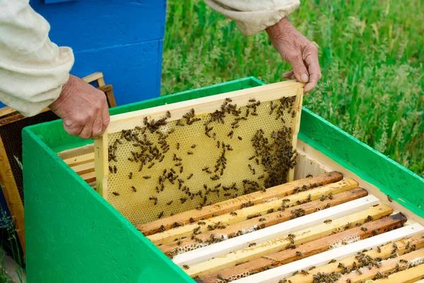 Apicultor Examina Las Abejas Panales Las Manos Panal Miel — Foto de Stock