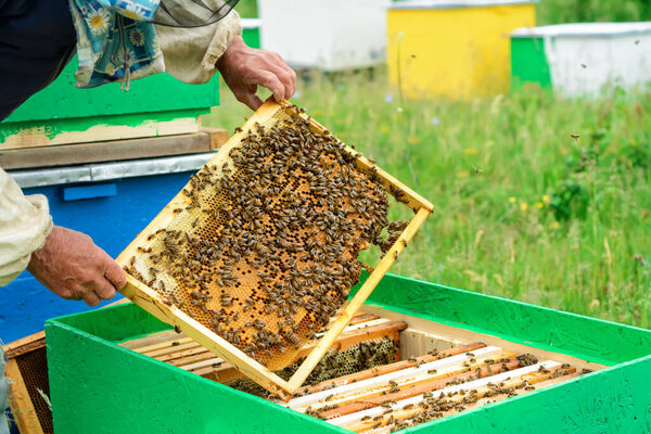 The beekeeper examines bees in honeycombs. In the hands of a honeycomb with honey