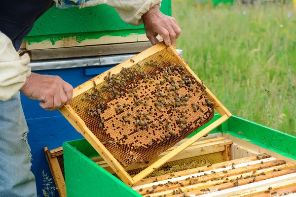 Пчеловод Исследует Пчел Сотах Руках Соты Медом — стоковое фото