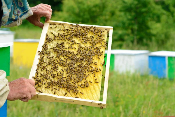 Imker Onderzoekt Bijen Honingraten Handen Van Een Honingraat Met Honing — Stockfoto