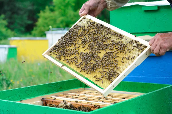 养蜂人检查蜂窝中的蜜蜂 在蜂蜜的蜂窝手里 — 图库照片
