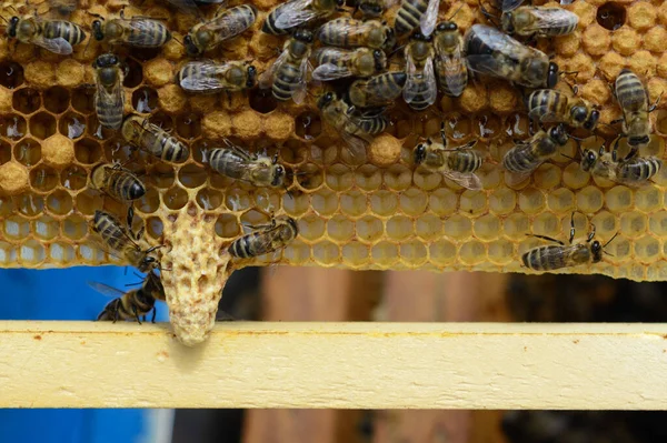 Signos Abejas Rugientes Nacimiento Una Nueva Reina Las Abejas — Foto de Stock