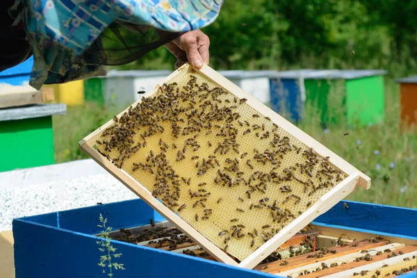 養蜂家はミツバチをハニカムで調べます 蜂蜜とハニカムの手の中に — ストック写真