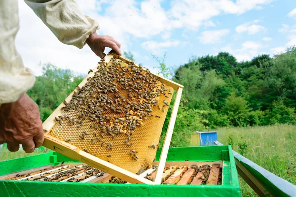 養蜂家はミツバチをハニカムで調べます 蜂蜜とハニカムの手の中に — ストック写真