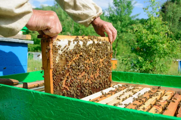 Imker Onderzoekt Bijen Honingraten Handen Van Een Honingraat Met Honing — Stockfoto
