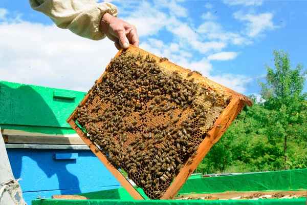 養蜂家はミツバチをハニカムで調べます 蜂蜜とハニカムの手の中に — ストック写真