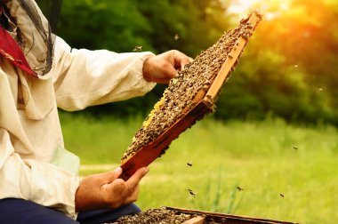 Arıcı elinde arılarla dolu bir bal peteği tutuyor. Arı kovanındaki bal peteği çerçevesini kontrol eden koruyucu iş giysisi sorumlusu. Arıcılık konsepti