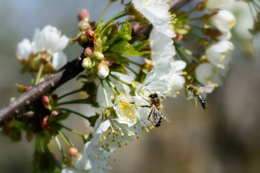 Arılar bahar ağaçlarının çiçeklerini döllerler. Apiculture. Böcekler ve bitkiler