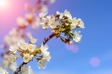 Arılar bahar ağaçlarının çiçeklerini döllerler. Apiculture. Böcekler ve bitkiler