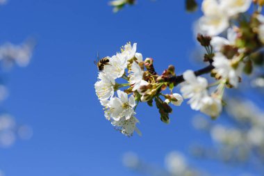 Arılar bahar ağaçlarının çiçeklerini döllerler. Apiculture. Böcekler ve bitkiler