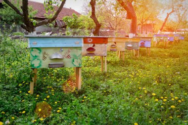 Bahçeye yerleştirilmiş renkli arı kovanları. Apiary. Görüntü