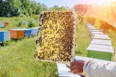 Arıcı elinde arılarla bir bal hücresi tutuyor. Apiculture. Apiary