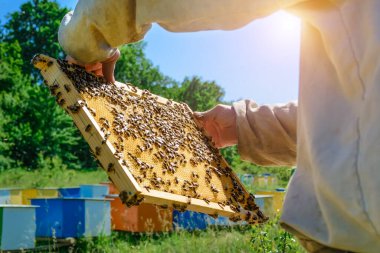 Arıcı elinde arılarla bir bal hücresi tutuyor. Apiculture. Apiary