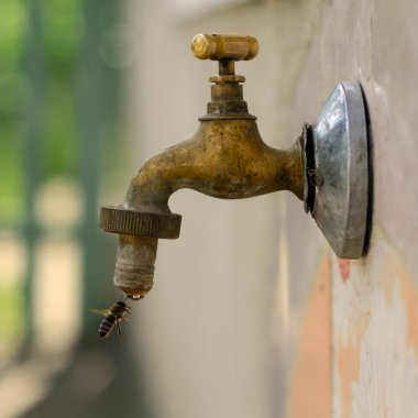 Musluktan arı içme suyu. Hayvanlar ve su