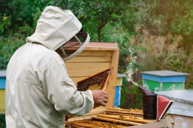 Apiary. Arı yetiştiricisi kovanların yanında arılarla çalışır. Görüntü