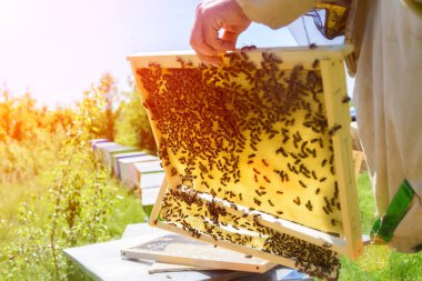 Arılar bal peteğinde çalışır. Bal hücreleri deseni. Görüntü