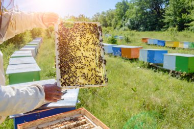 Arı yetiştiricisi arılarla ve arı kovanlarıyla çalışıyor. Görüntü