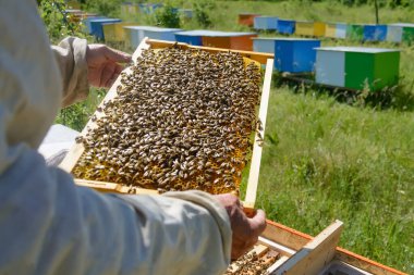 Arılar bal peteğinde çalışır. Bal hücreleri deseni. Görüntü