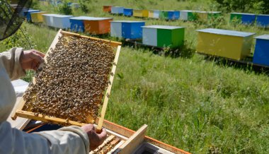 Apiary. Arı yetiştiricisi kovanların yakınında çalışıyor. Arılar. Arılı bal arısı