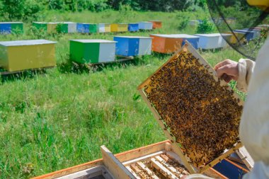Bal peteği. Arı yetiştiricisi kovanların yanında arılarla çalışır. Apiary