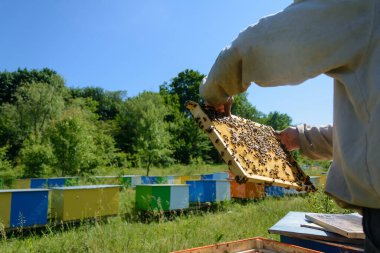 Arılar bal peteğinde çalışır. Bal hücreleri deseni. Görüntü