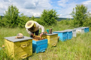 Arı yetiştiricisi arı kovanında çalışıyor. Apiary