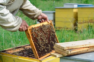Apiary. Arı yetiştiricisi kovanların yanında arılarla çalışır. Görüntü
