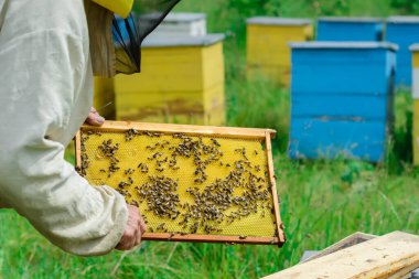 Apiary. Arı yetiştiricisi kovanların yanında arılarla çalışır. Görüntü