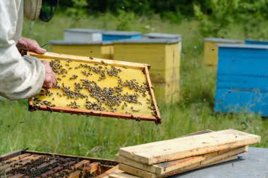 Arı yetiştiricisi arı kovanında çalışıyor. Apiary.