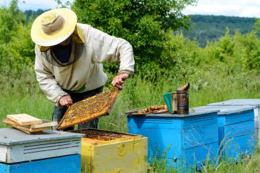 Arı yetiştiricisi arı kovanında çalışıyor. Apiary