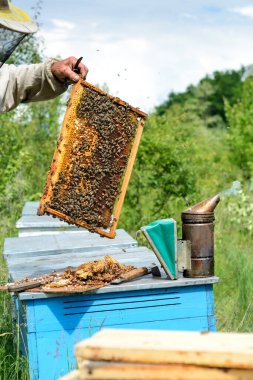 Arı yetiştiricisi arılarla ve arı kovanlarıyla çalışıyor. Görüntü