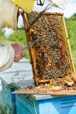Arı yetiştiricisi erkek arıların larvalarının ötesini keser. Görüntü