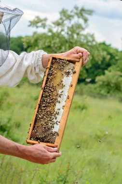 Arı yetiştiricisi taze bal dolu kovandan alır. Görüntü