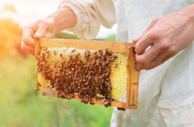 Arıcı elinde arılarla bir bal hücresi tutuyor. Apiculture. Apiary