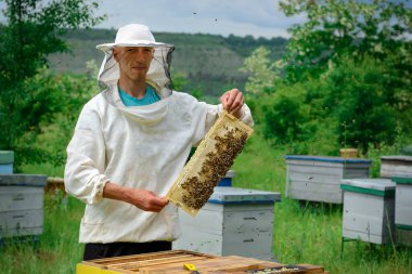Arı yetiştiricisi bal topluyor. Arıcı arılarla dolu bir bal peteği tutuyor. Arıcılık konsepti